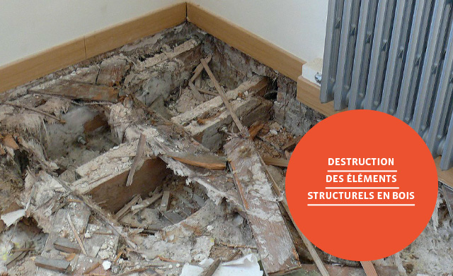 destruction-des-elements-structurels-en-bois-groupe-le-carre